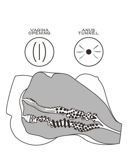 Мастурбатор мини-торс "StreetGirl`s #7" , изображение 5