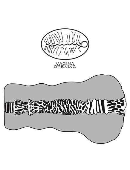 Мастурбатор вагина "Alien`s" №2 , изображение 5